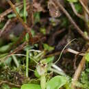 Image de Corybas dienemus D. L. Jones