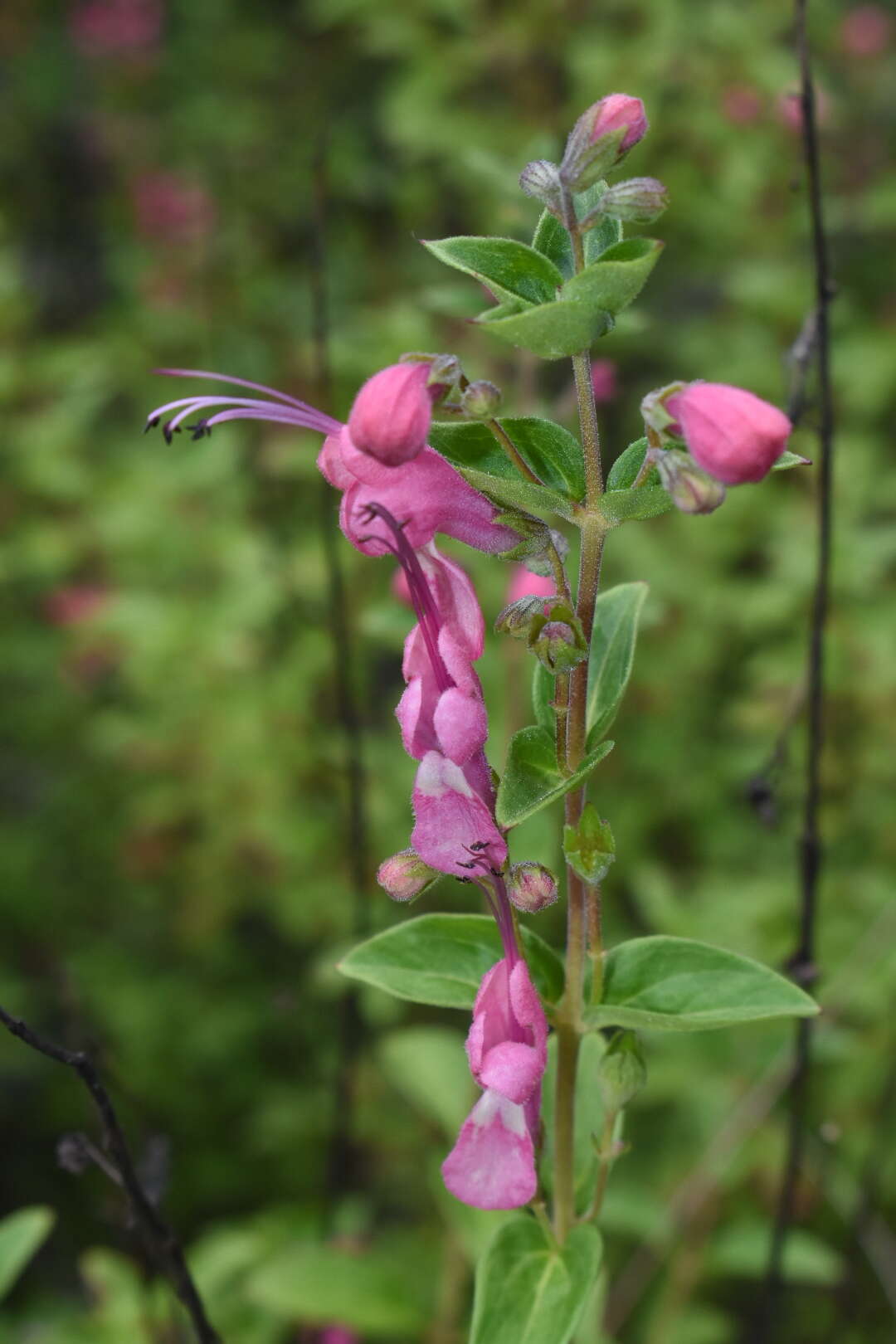 Image of Trichostema purpusii Brandegee