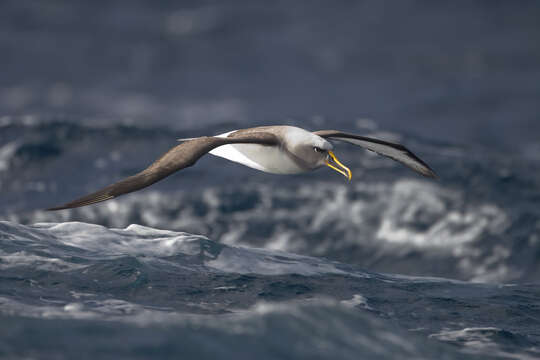 Image of Buller's Albatross