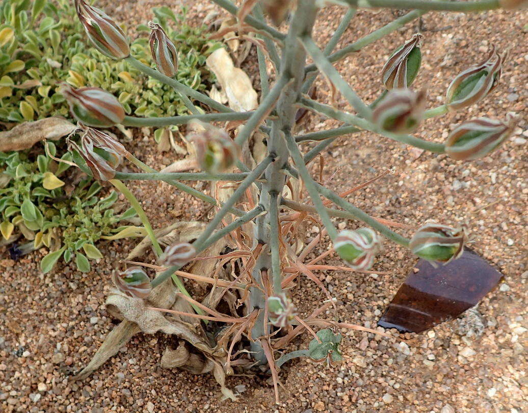 صورة Albuca secunda (Jacq.) J. C. Manning & Goldblatt