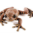 Image of Prince Charles stream tree frog