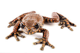 Image of Prince Charles stream tree frog
