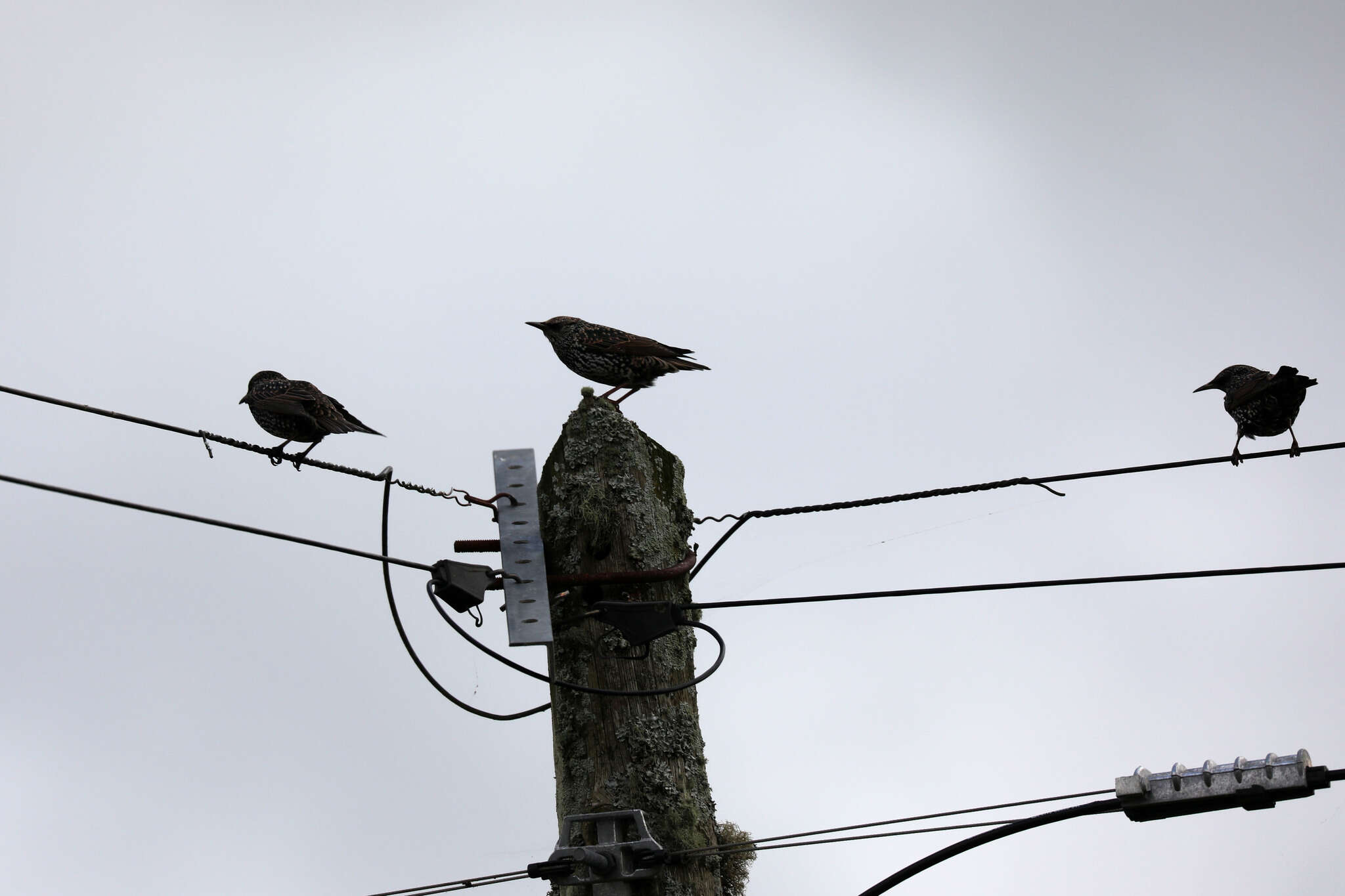 Sivun Sturnus vulgaris granti Hartert 1903 kuva