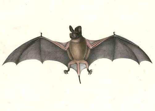 Image of Wrinkle-lipped Bat