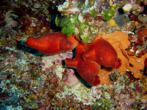 Image of red sea-squirt