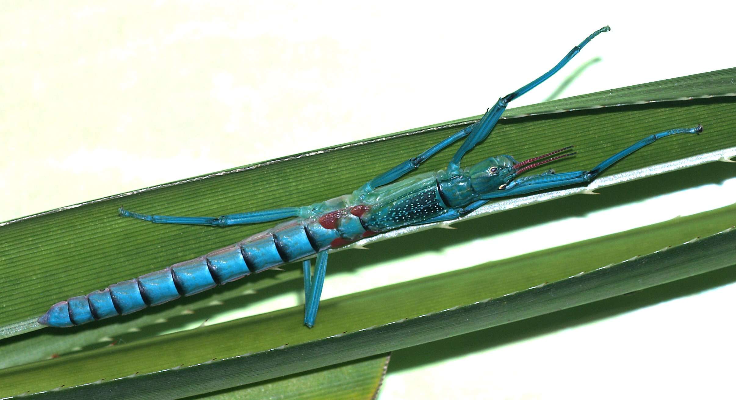 Image of peppermint stick insect