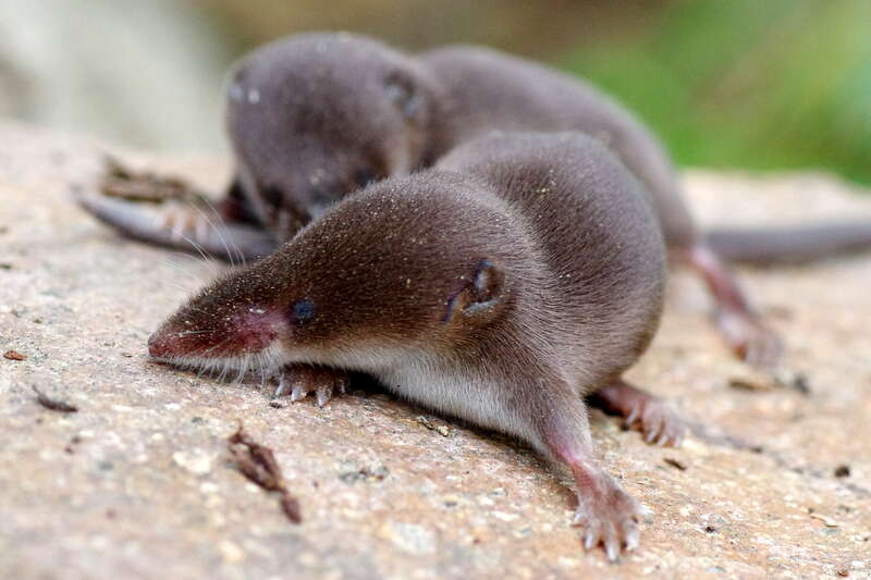 Image of Common Shrew