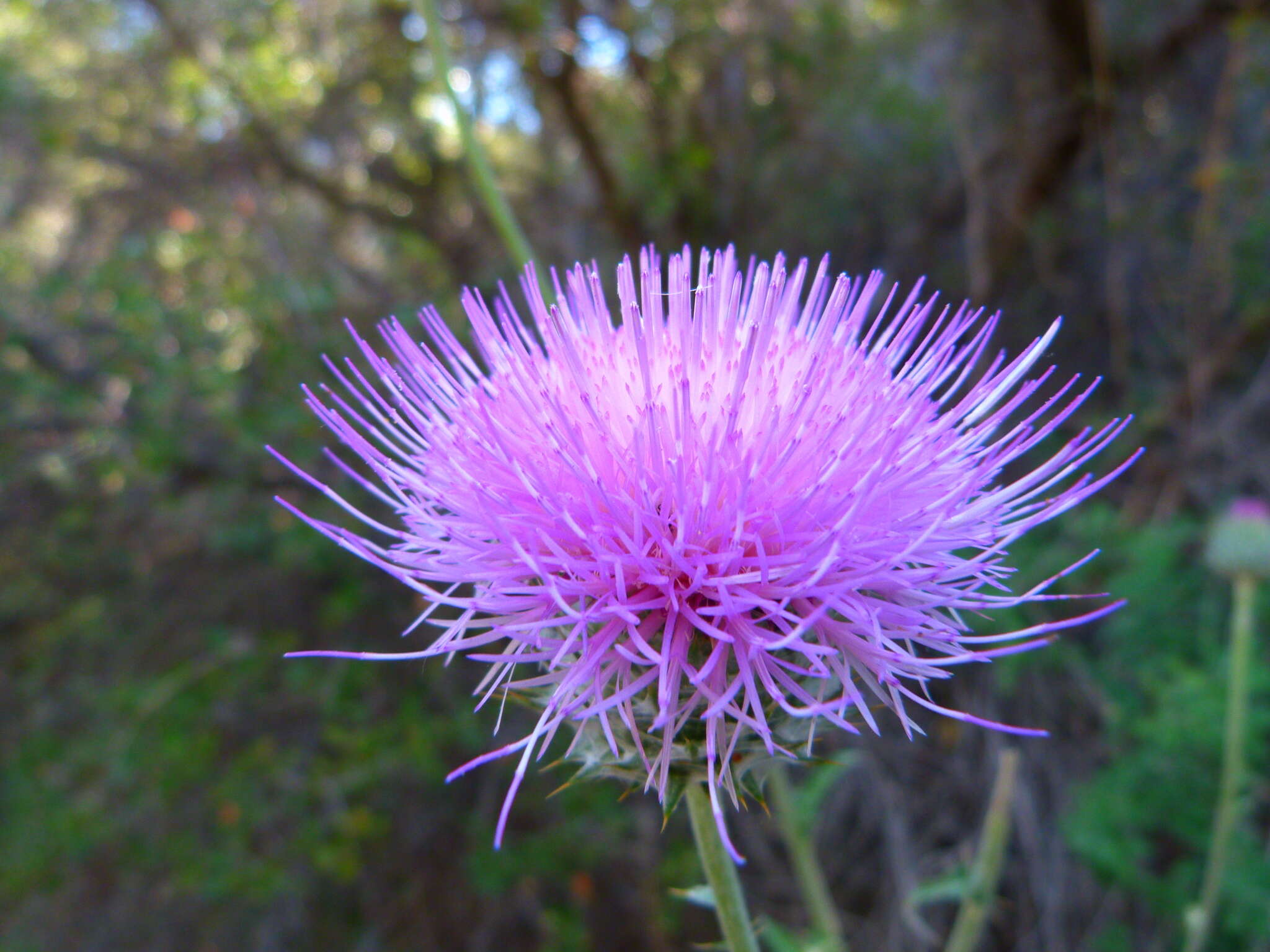 Image of cobwebby thistle