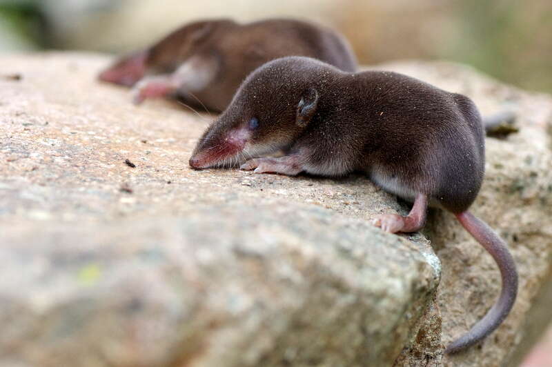 Image of Common Shrew