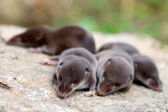 Image of Common Shrew