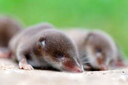 Image of Common Shrew