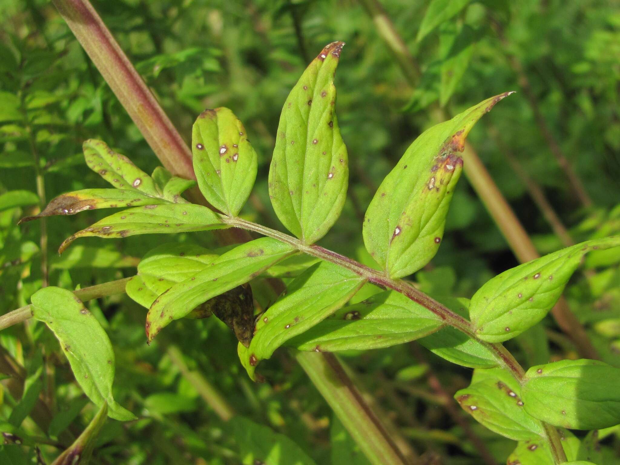 Image of Polemonium caeruleum subsp. caeruleum