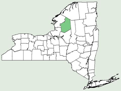 <span class="translation_missing" title="translation missing: en.medium.untitled.map_image_of, page_name: Green spleenwort">Map Image Of</span>