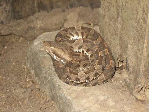 Image of Slender Hognose Viper