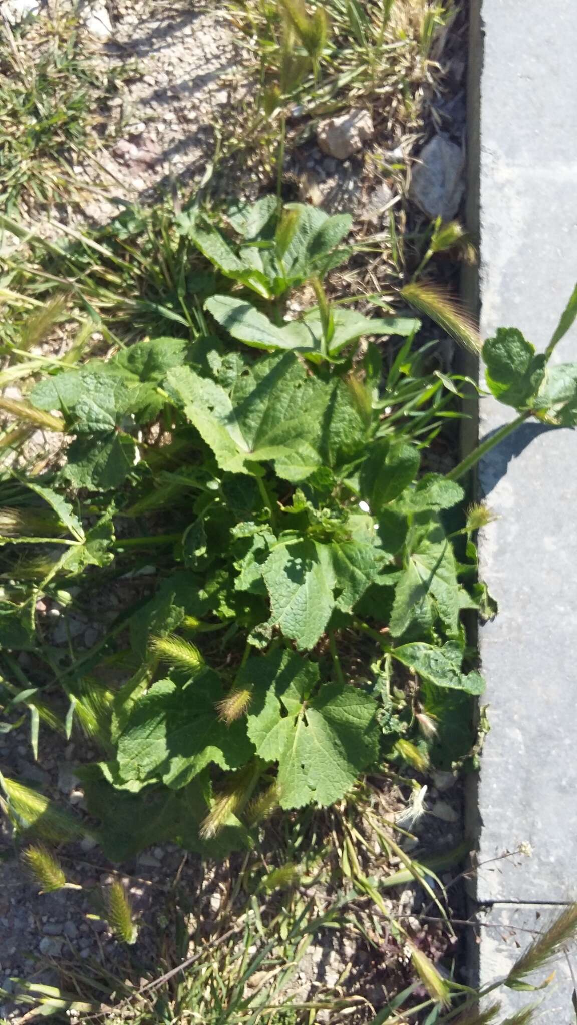 Image of Alcea rugosa Alef.