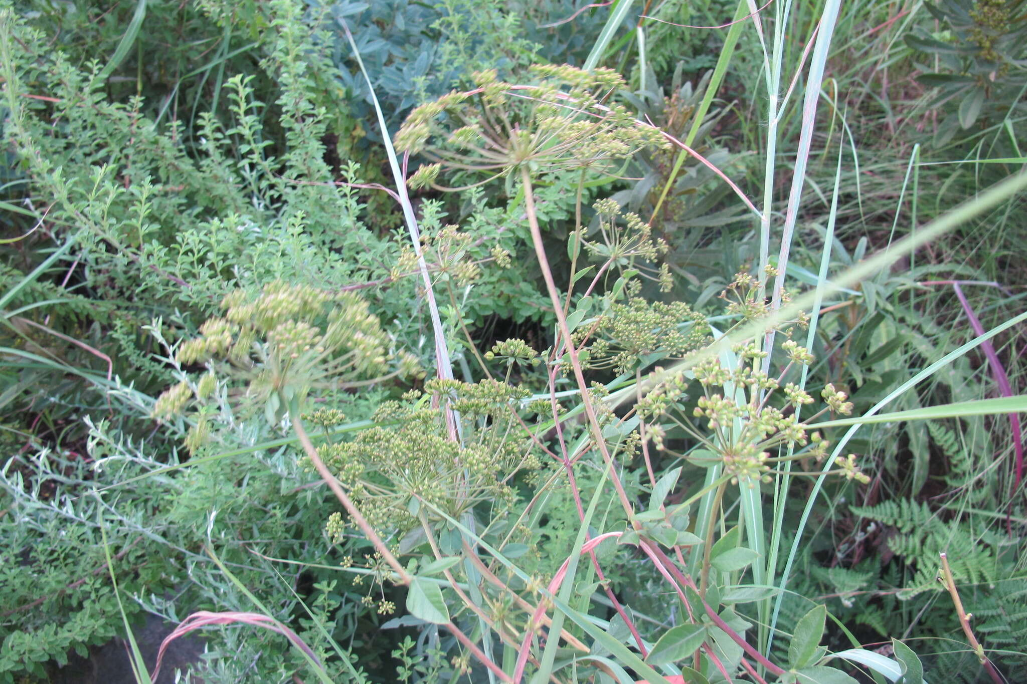 Image de Heteromorpha involucrata Conrath