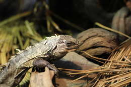 Image of Baker's Spinytail Iguana