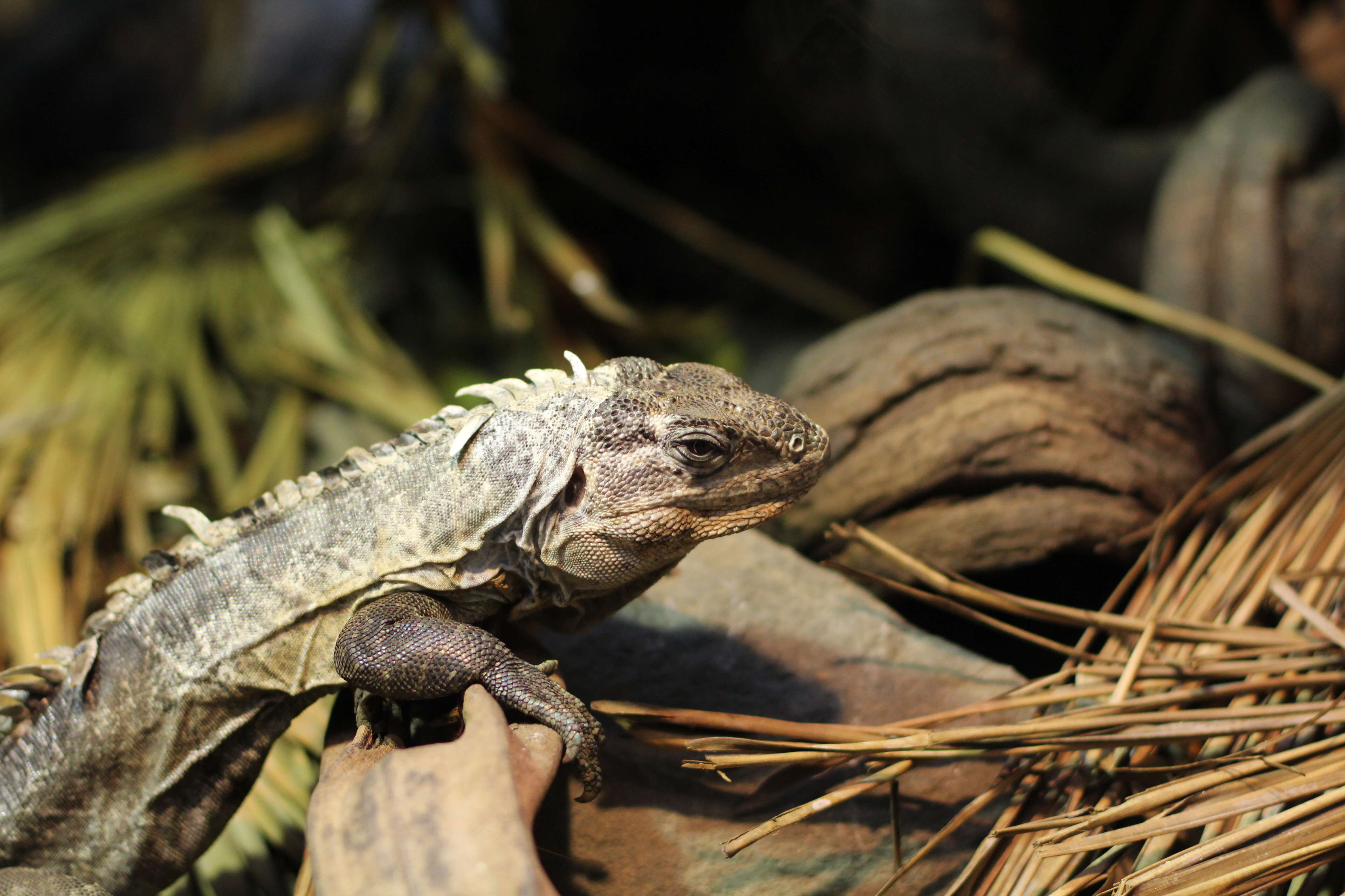 Image of Baker's Spinytail Iguana