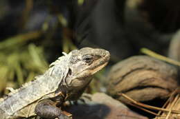 Image of Baker's Spinytail Iguana