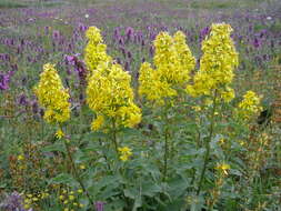 Plancia ëd Solidago virgaurea subsp. taurica (Juz.) Tzvel.