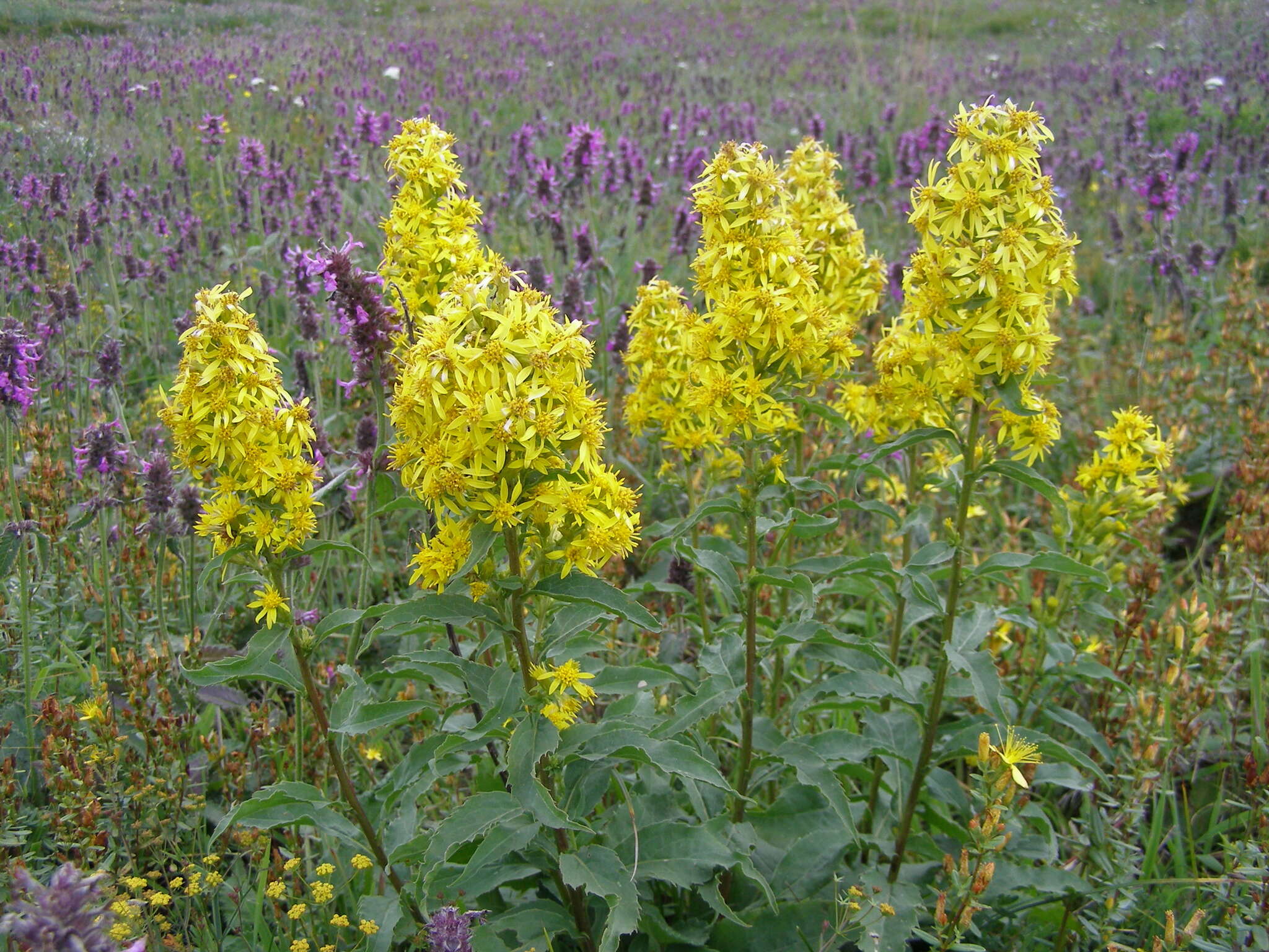 Imagem de Solidago virgaurea subsp. taurica (Juz.) Tzvel.