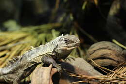 Image of Baker's Spinytail Iguana