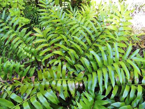 Image de Asplenium oblongifolium Col.