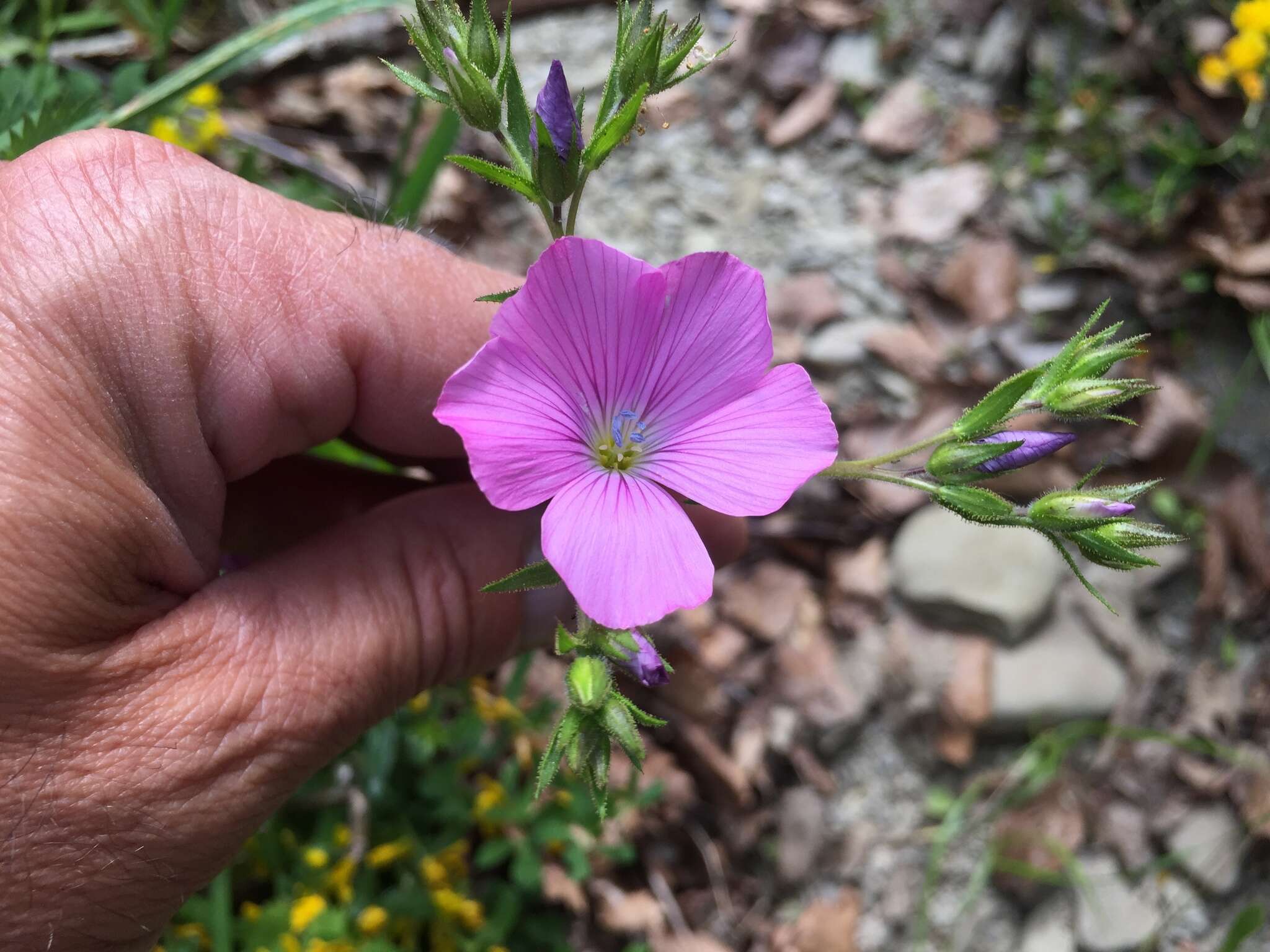 Image of Linum viscosum L.