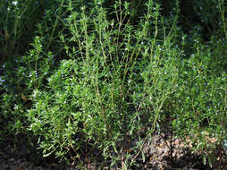 Image of summer savory