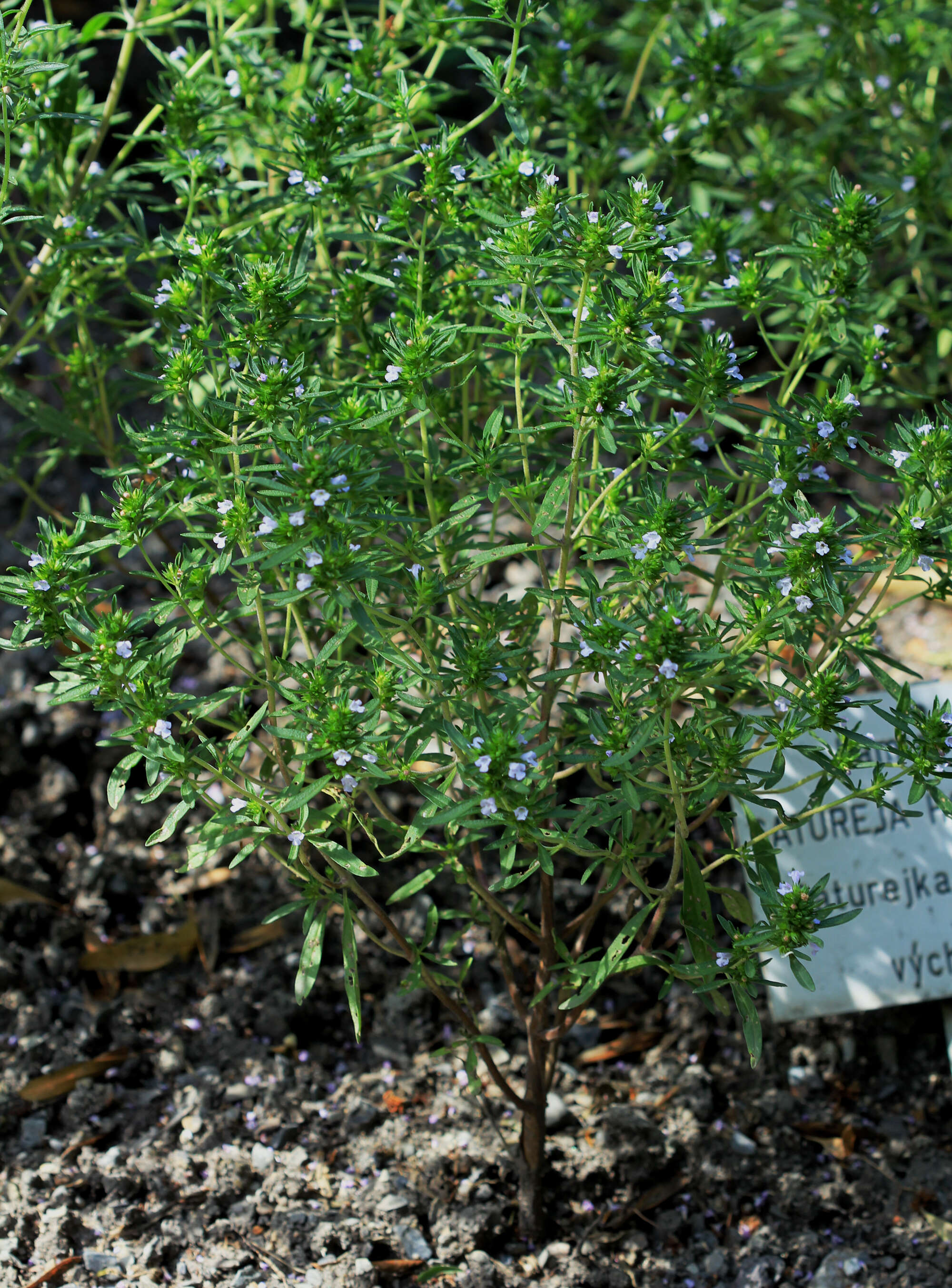 Image of summer savory