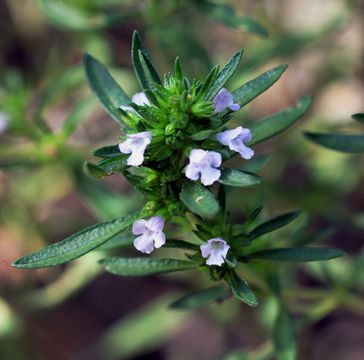Image of summer savory