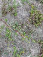 Image of rough buttonweed