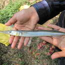 Image of Freshwater garfish
