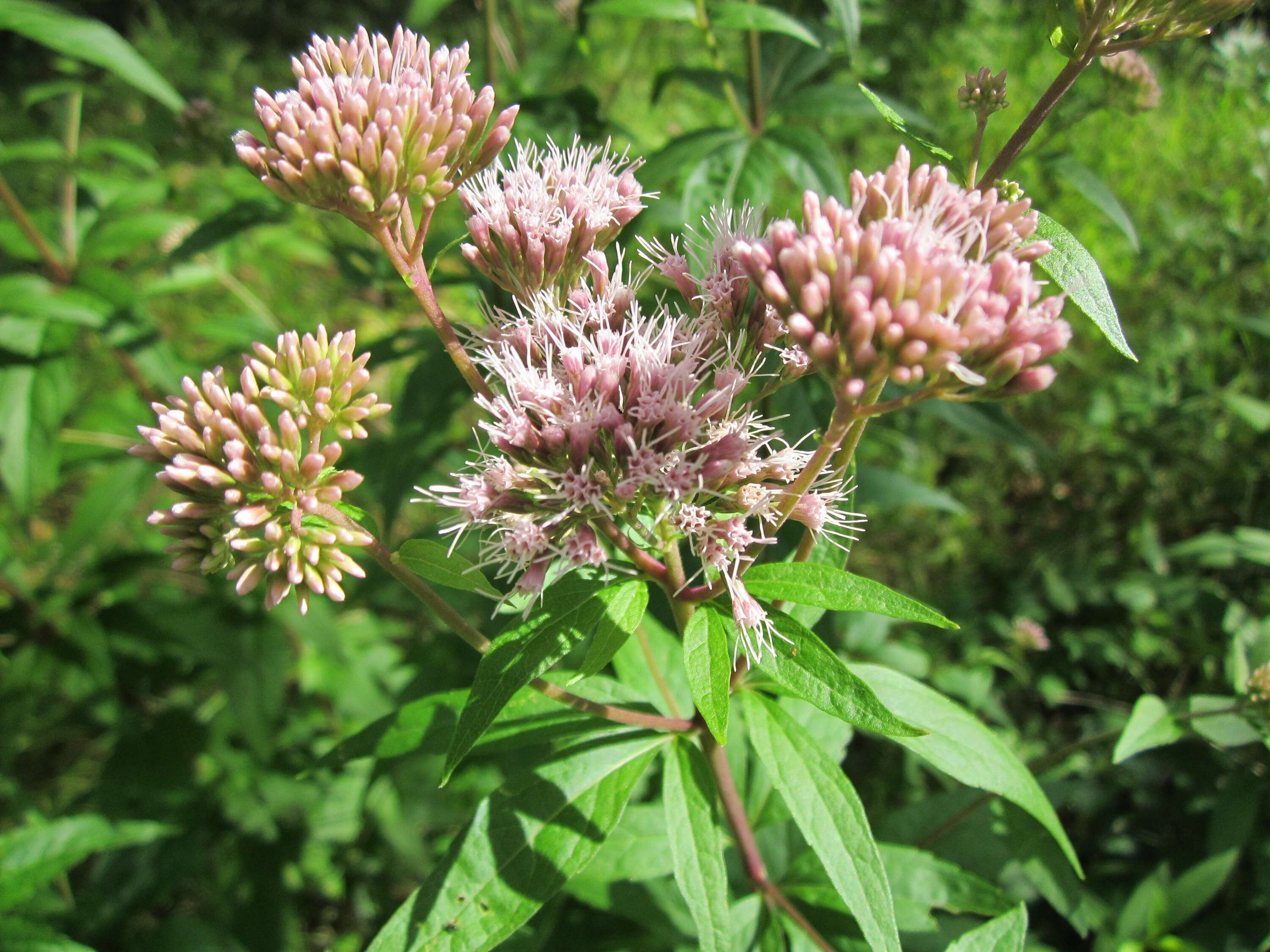 Image of hemp agrimony