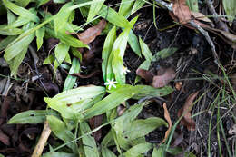 Image of Hypoxis membranacea Baker