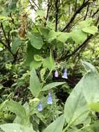 Image of Franciscan Bluebells