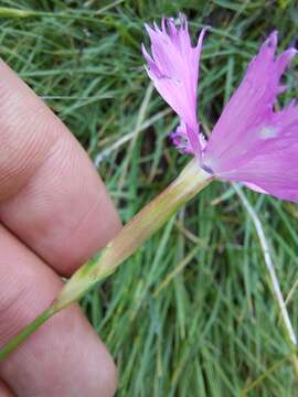 Image of Dianthus basuticus Burtt Davy