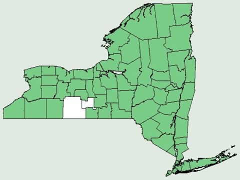 <span class="translation_missing" title="translation missing: en.medium.untitled.map_image_of, page_name: New York fern">Map Image Of</span>