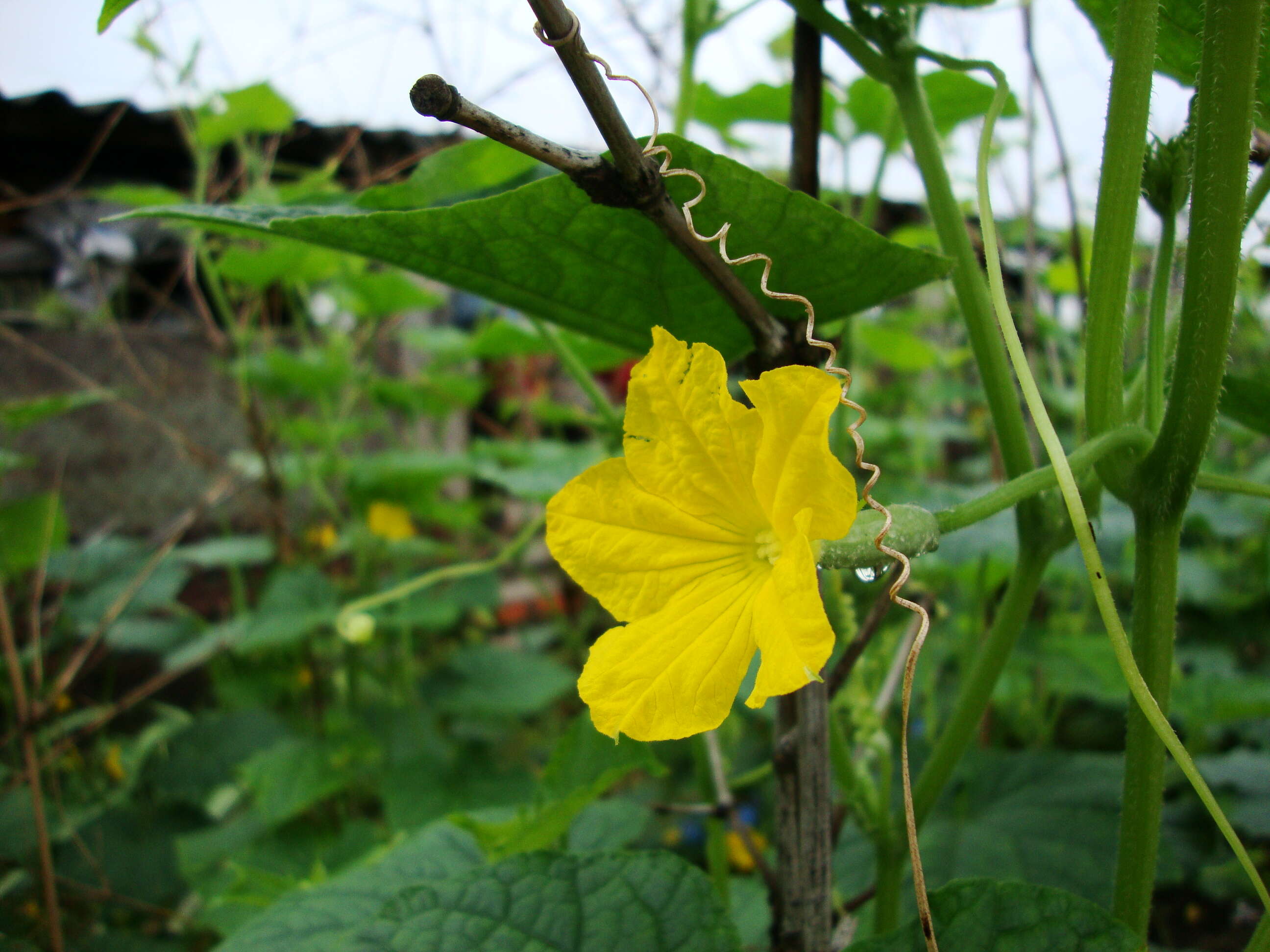 Image of garden cucumber