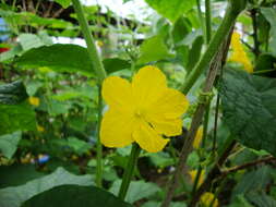 Image of garden cucumber