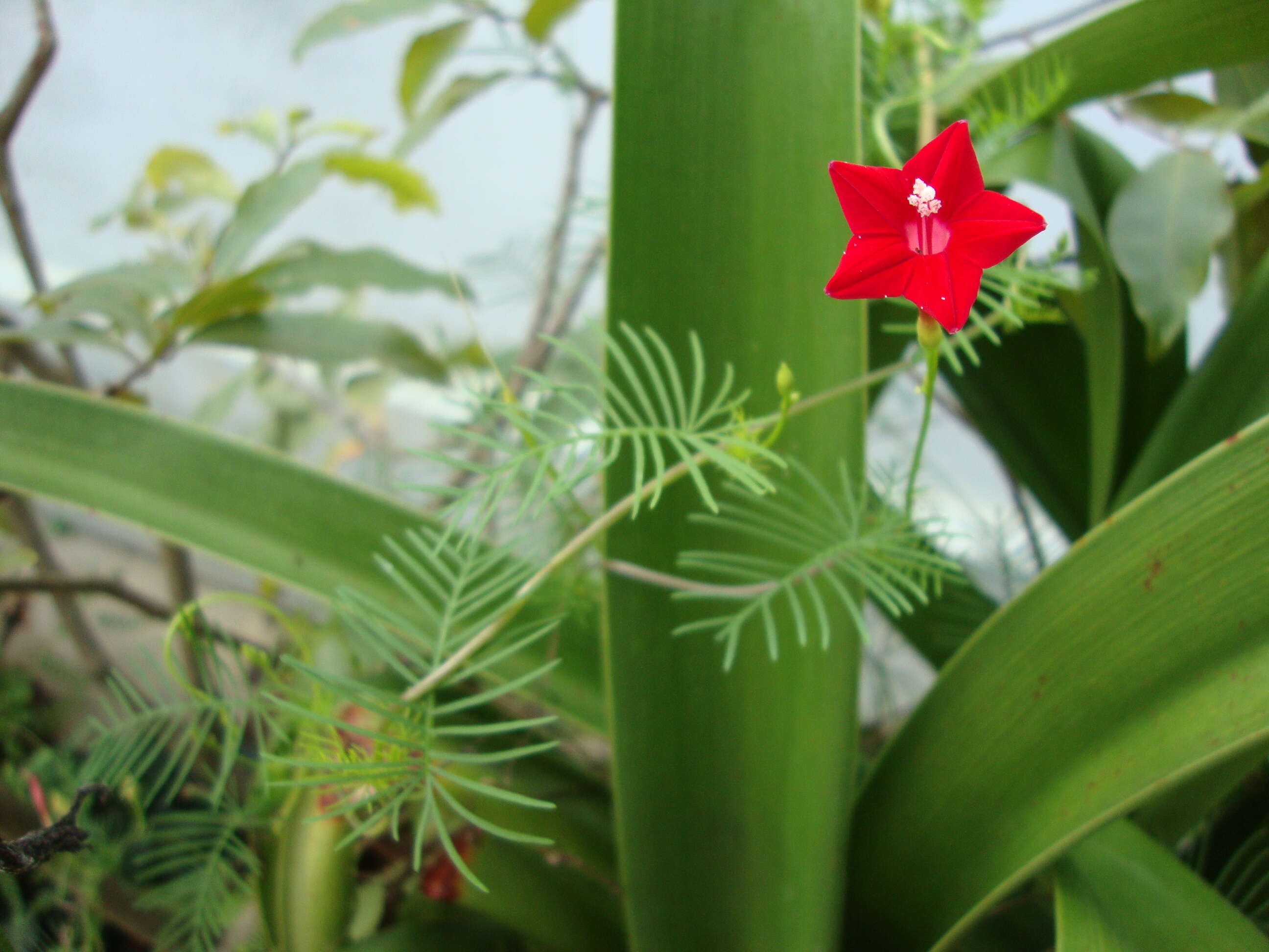 Image of Cypress Vine