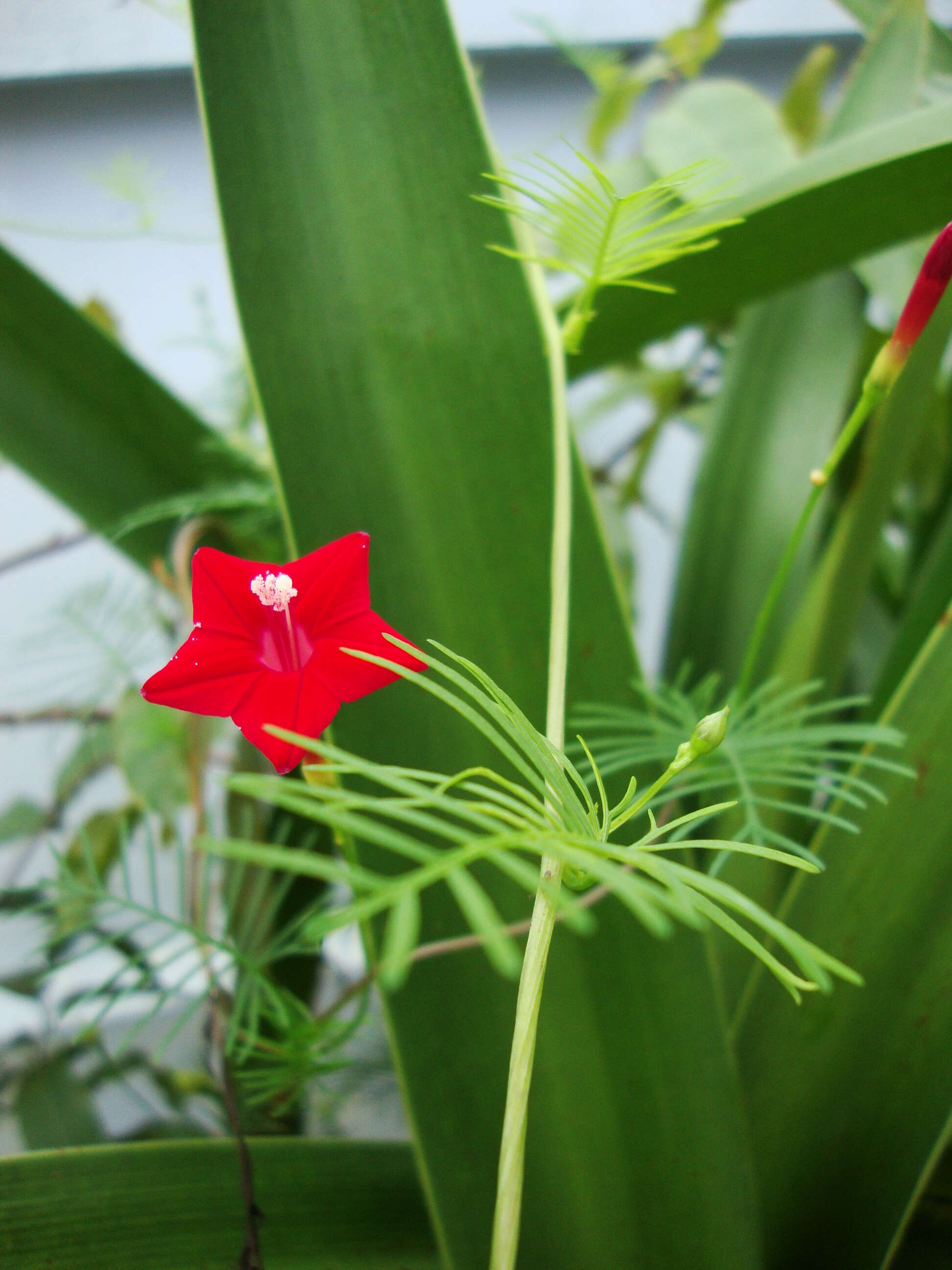 Image of Cypress Vine