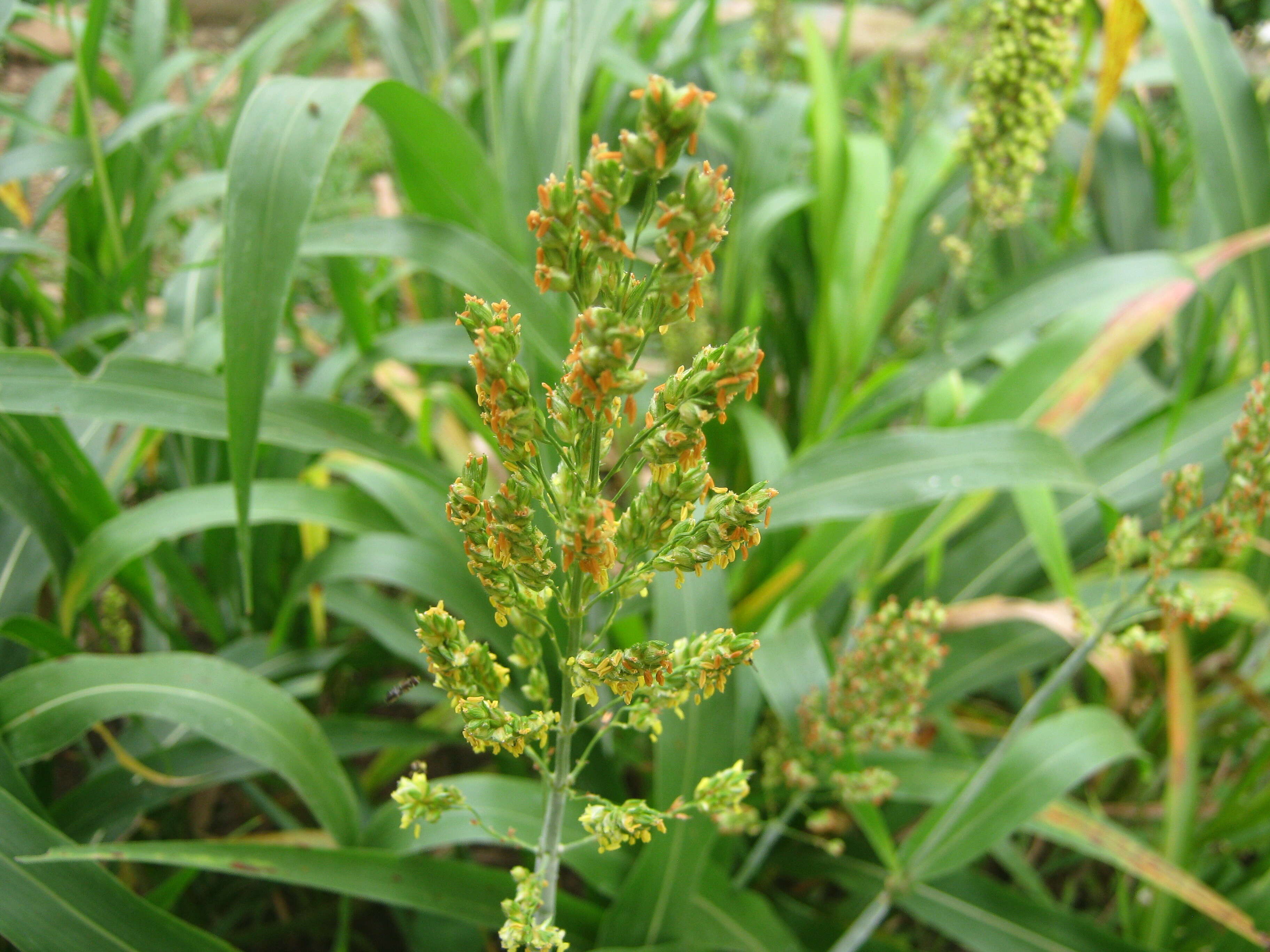 Image of sorghum