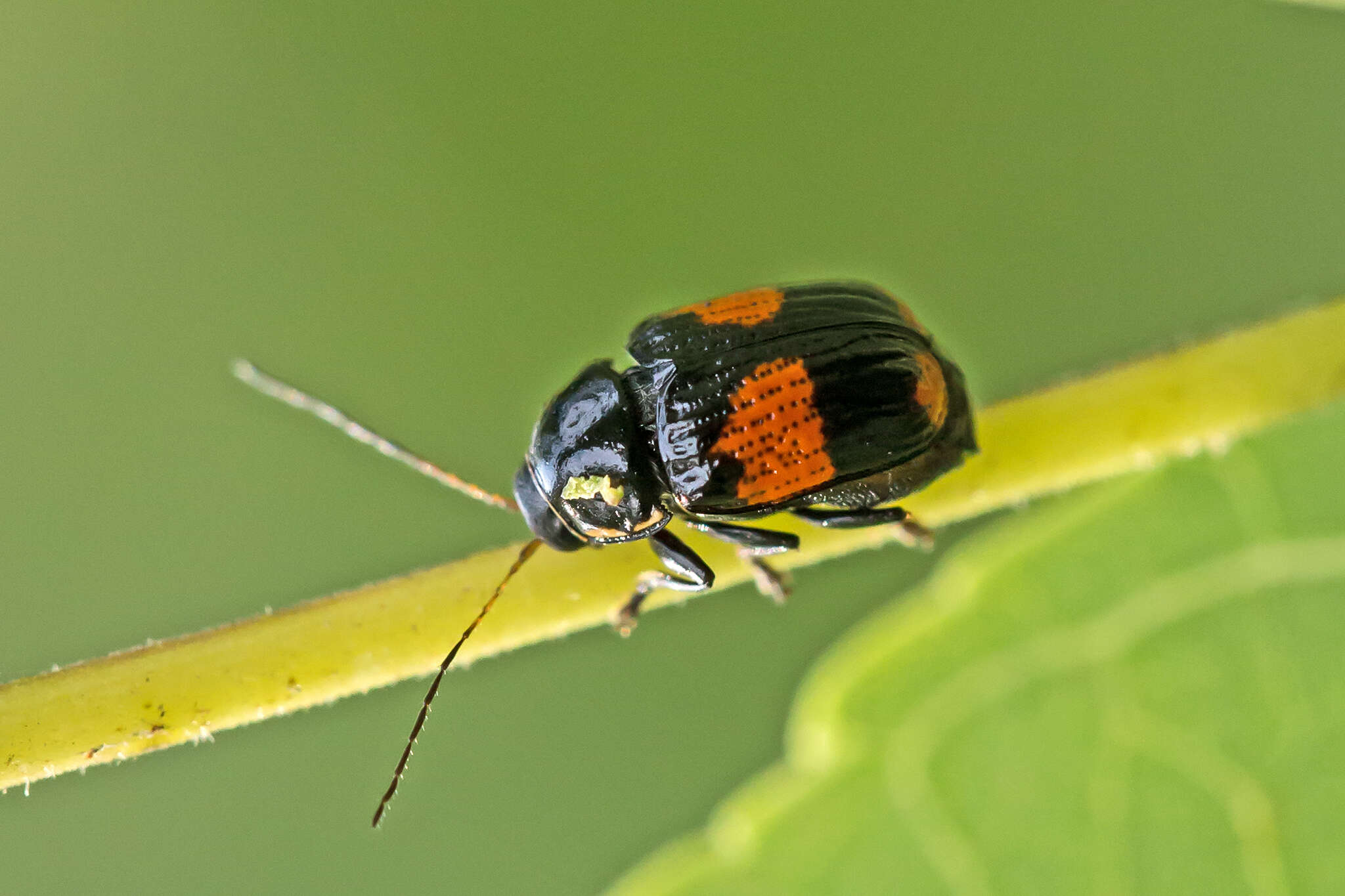 Image of Bassareus mammifer (Newman 1840)