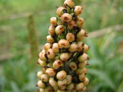 Image of sorghum