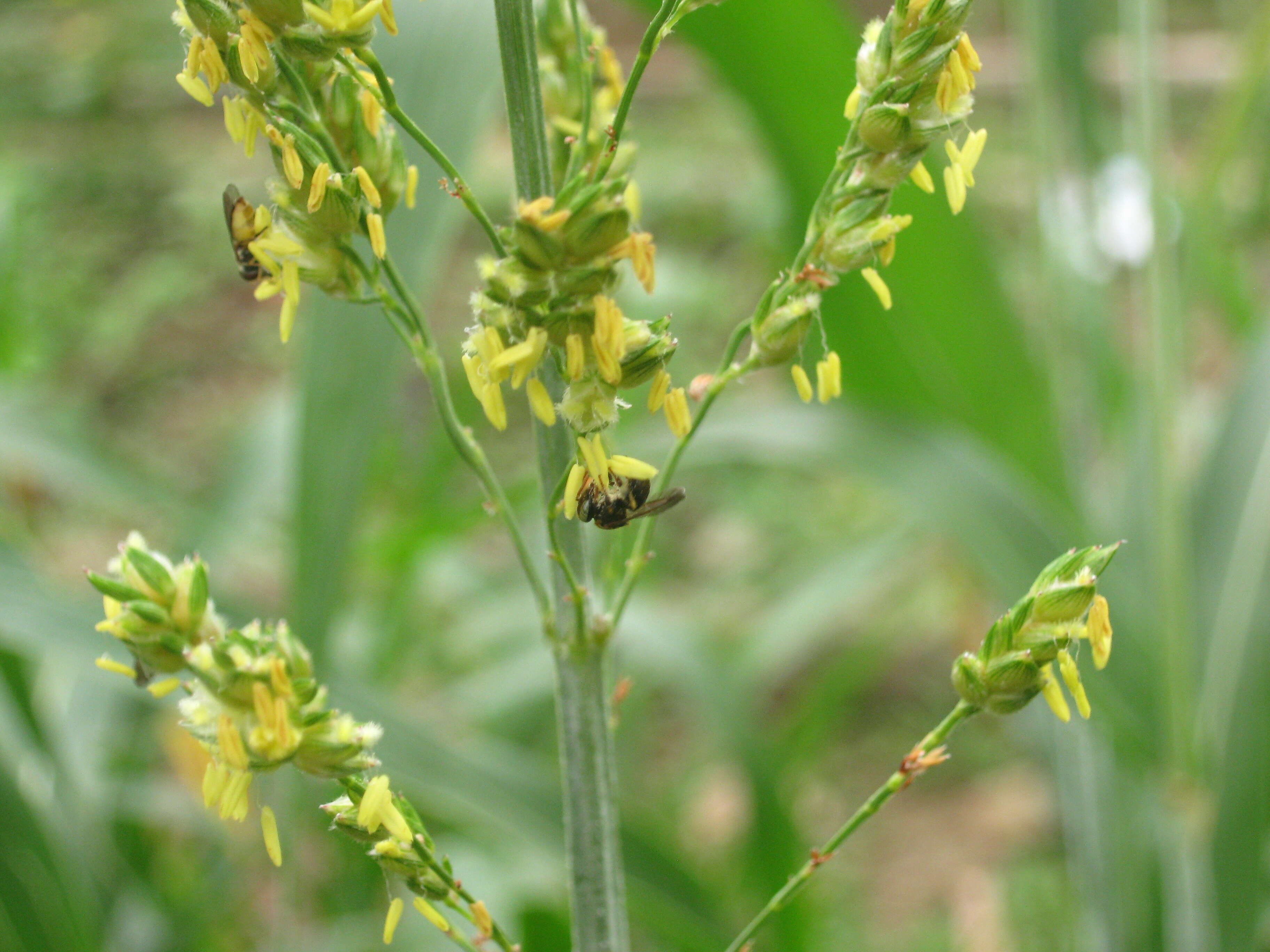 Image of sorghum