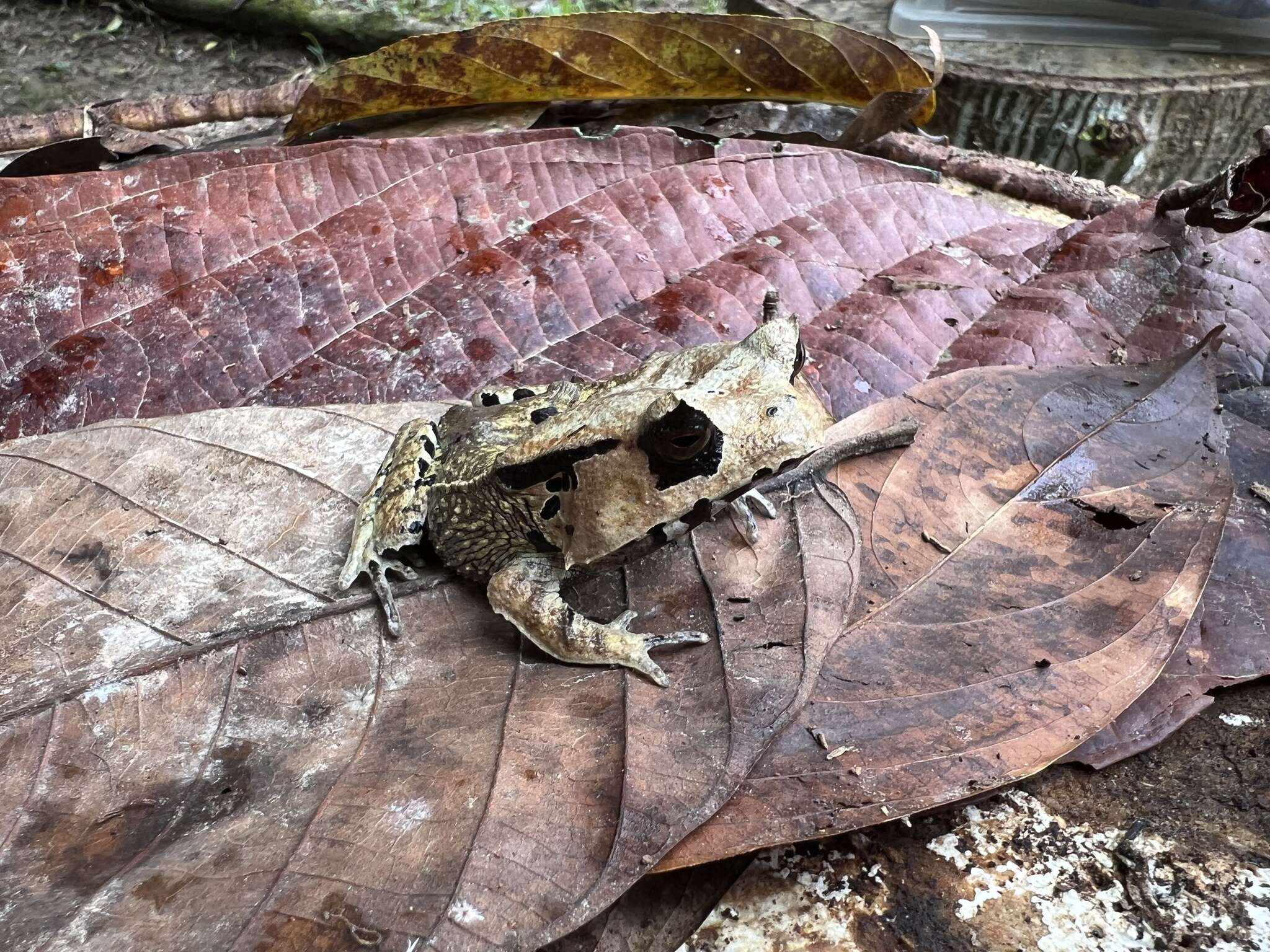 Image of Hemiphractus scutatus (Spix 1824)