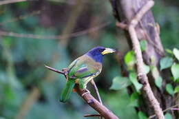 Image of Great Barbet