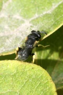 Image of Brachymeria minuta (Linnaeus 1767)