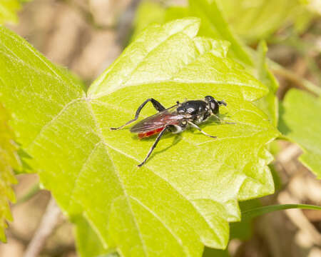 Image of Xylota bicolor Loew 1864